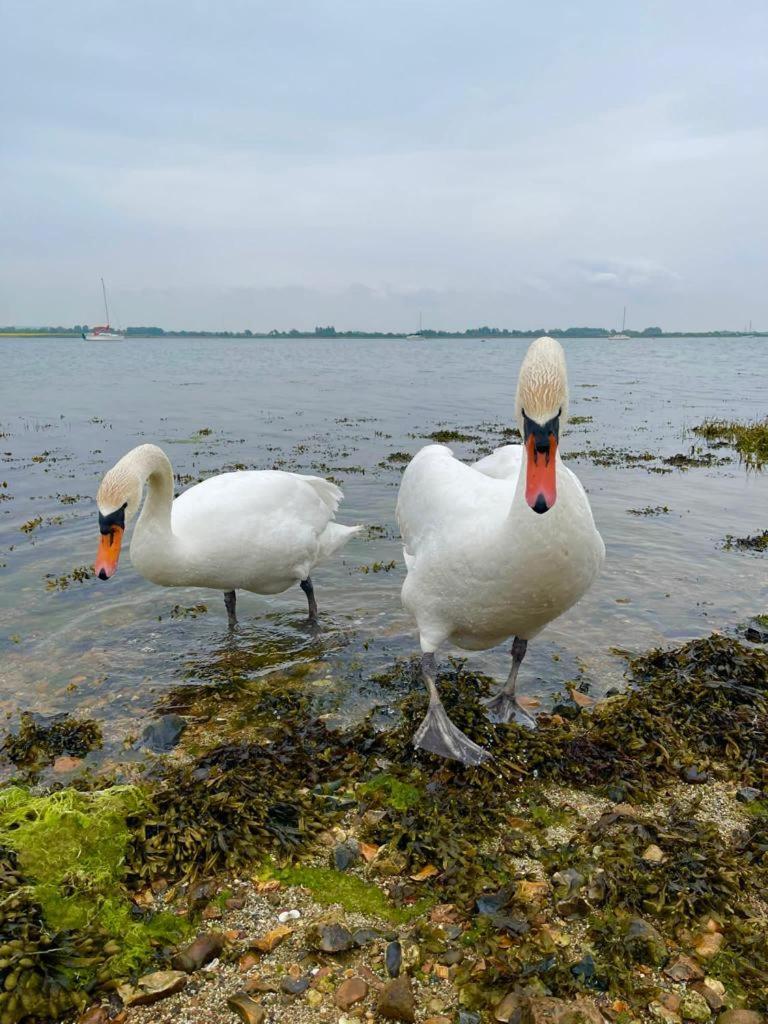 Sea Breeze Ark 900 Boat Hotel Emsworth Buitenkant foto